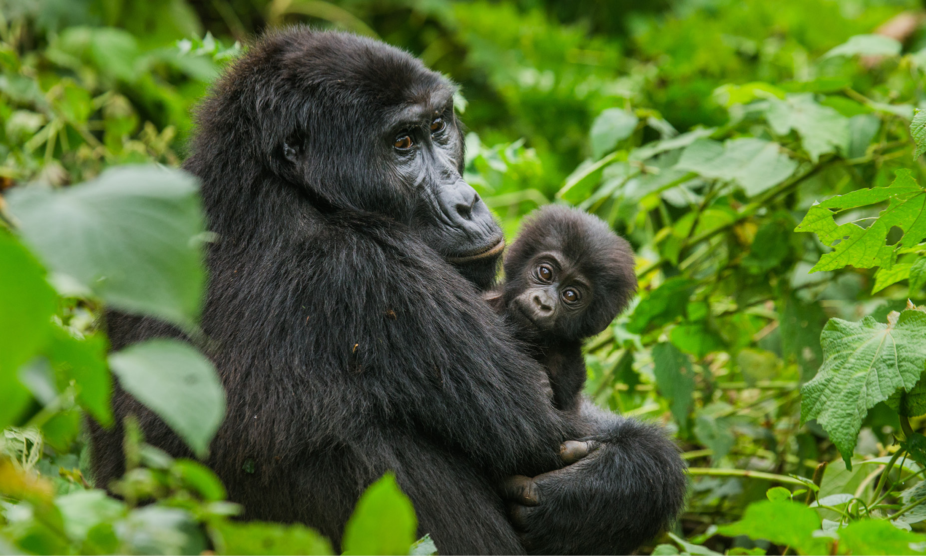 Private Wildlife Safaris in Uganda